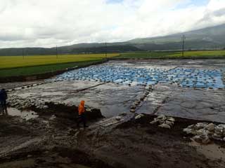 クルミの木の植え方