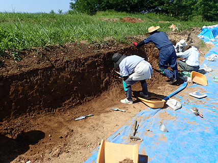 メキシコの主な生態系とその特徴